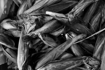 Heap pile of corn in husk black and white photo  