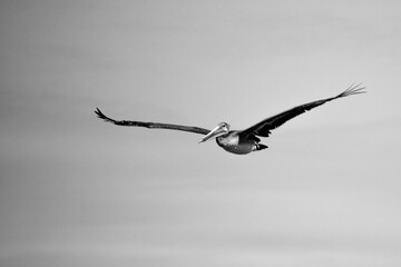 VOLANDO