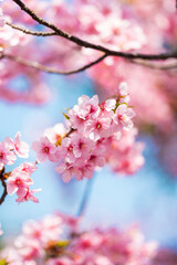 【縦位置】河津桜