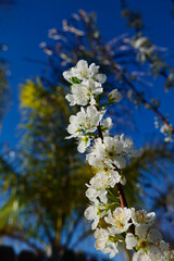 Looking up at a branch of a plum tree covered in blossoms