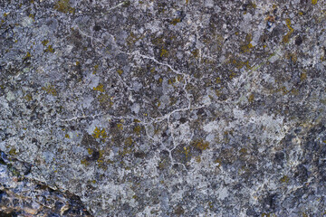 textured concrete background with lichen 