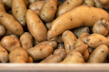 Closeup of Ratte potatoes in a box at a farmers market