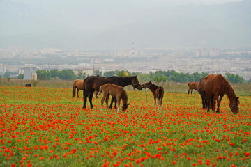 Almaty, Kazakhstan - 05.20.2021 : Horses graze in a poppy field against the backdrop of an urban...