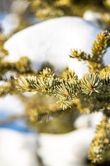 christmas tree branches