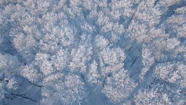 Aerial view of snow covered trees winter landscape. Drone moving over beautifull snowy trees, snow covered forest winter landscape.