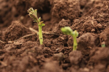 Black Chickpeas Germination in Field.