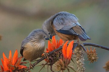 Chestnut tailed starling sitting on a branch in the forest