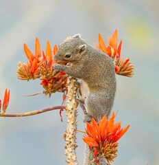 Squirrel 