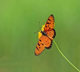 Butterfly sitting on the flower. Selective focus. High quality photo. Spring nature. 