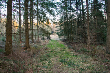 path in the woods