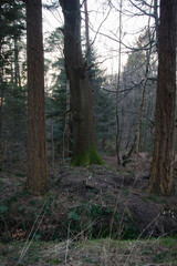 morning in the forest