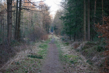 path in the woods