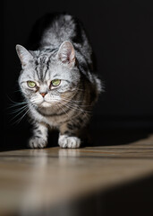 Art Cat portrait, contrasting photos of darkness, British silver tabby stunning photos. Mystical cat, black shadows, contrasting light of sun glow. Amazing pets. Licking, watching, curious animals.