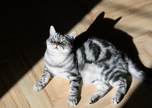 Art Cat portrait, contrasting photos of darkness, British silver tabby stunning photos. Mystical cat, black shadows, contrasting light of sun glow. Amazing pets. Licking, watching, curious animals.