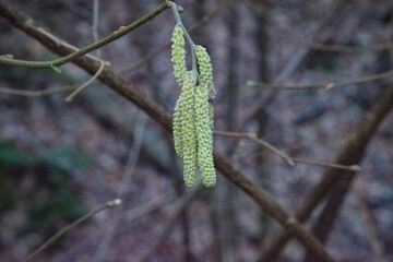 leaves on a branch