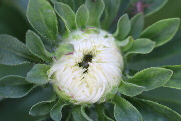 White flower like cabbage with green leaves