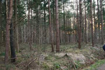 forest in the forest