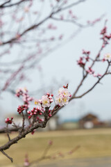 春の香りを感じる梅の花