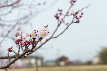 春の香りを感じる梅の花