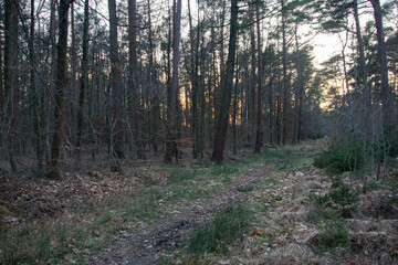 morning in the woods