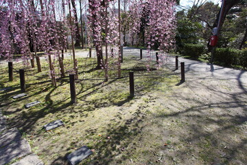 公園のしだれ桜