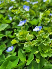 Blue little flower in the grass