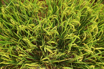 Green Super Rice Field.