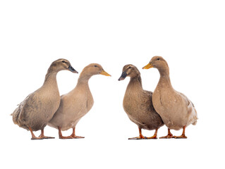 Brown ducks isolated on a white background.