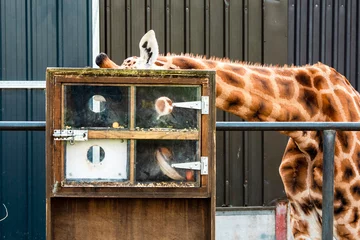 Fototapeten Scene at a zoo. Special box with food and small hole so giraffe has to use it tongue to reach food and have strong muscles work out . Healthy practice and animal care. Learning nature concept. © mark_gusev