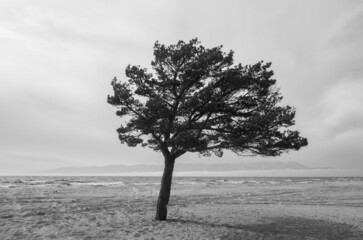 A lonely tree on the shore of the lake. Black and white photo.