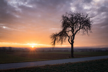  Magical sunrise with tree © Ewald Fröch