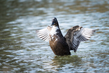  Wild gray duck close-up swimming in the water. A male migratory gray-brown duck spreads its wings