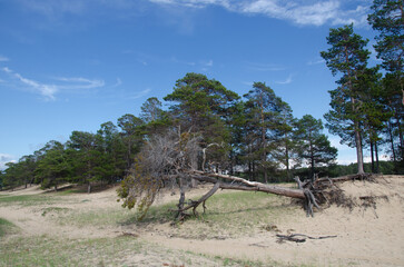 A fallen tree on the sandy shore of the lake.