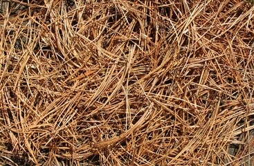 the fallen brown needles of a pine tree spread on the ground