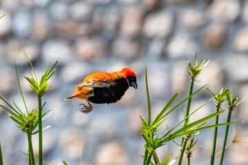 red-collared widowbird, Euplectes ardens, colorful bird in Namibia
