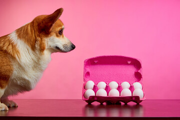 The concept of a happy Easter. Preparation for the holiday. Cute Welsh Corgi Pembroke puppy looking...