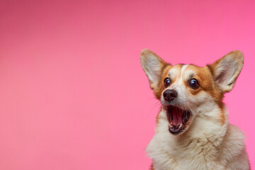 Funny Welsh Corgi Pembroke dog, isolated on a pink background. Funny dog with an open mouth looking at the camera, catching a treat. Time for a delicious lunch. Humor. Pet Day.