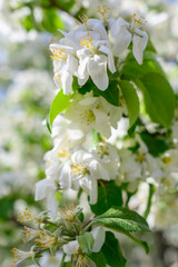 Obraz na płótnie Canvas White Apple Flowers. Beautiful flowering apple trees. Background with blooming flowers in spring day.