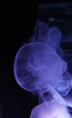 綺麗なミズクラゲ