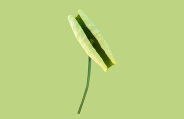 isolated young Nelumbo waterlily leaf or Nelumbo lotus leaf with clipping paths.