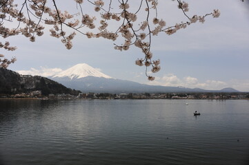 Beautiful cherry blossom sakura trees flowers in full bloom with Mout Fuji and lake in spring in Japan