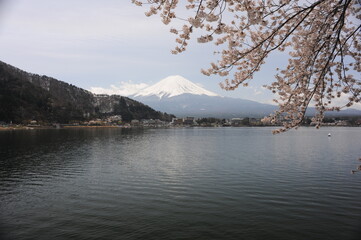 Beautiful cherry blossom sakura trees flowers in full bloom with Mout Fuji and lake in spring in Japan