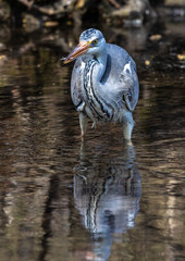 While fishing in the moving water a grey heron, Ardea cinerea successfully caught a fish.