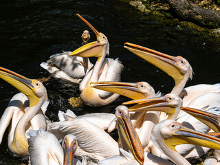 Great White Pelican, Pelecanus onocrotalus in a park