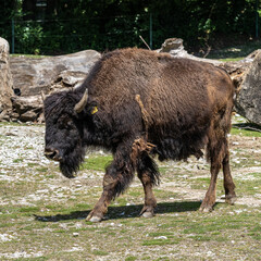 American buffalo known as bison, Bos bison in the zoo