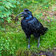 Abyssinian northern Ground Hornbill, Bucorvus abyssinicus strange bird