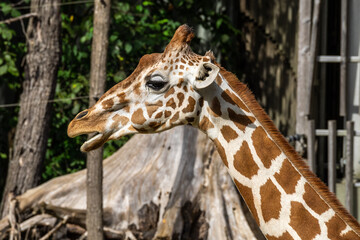 The giraffe, Giraffa camelopardalis is an African mammal