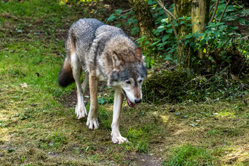 European Grey Wolf, Canis lupus in a german park