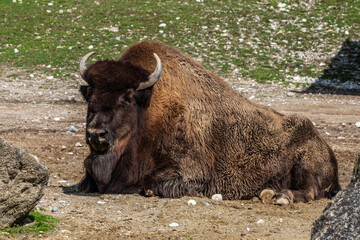 American buffalo known as bison, Bos bison in a german park