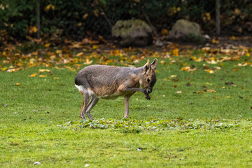 Patagonian Mara, Dolichotis patagonum are large relatives of guinea pigs